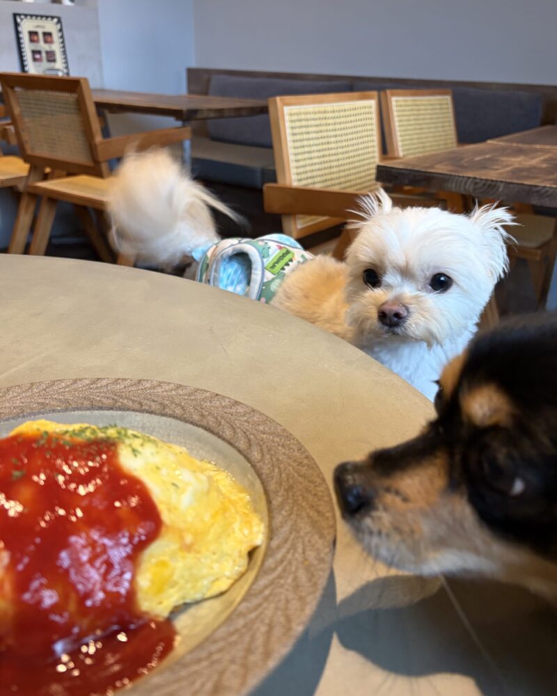 cafe Laki ペット同伴